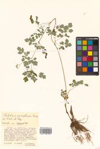 Thalictrum sparsiflorum Turcz. ex Fisch. & C. A. Mey., Siberia, Russian Far East (S6) (Russia)