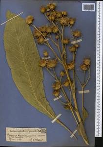 Inula grandis Schrenk ex Fisch. & C. A. Mey., Middle Asia, Western Tian Shan & Karatau (M3) (Kyrgyzstan)