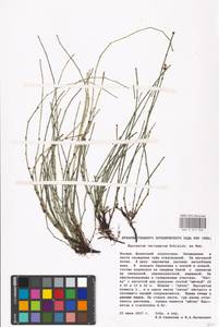 Equisetum variegatum Schleich., Eastern Europe, Moscow region (E4a) (Russia)