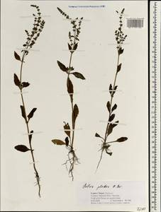 Salvia plebeia R.Br., South Asia, South Asia (Asia outside ex-Soviet states and Mongolia) (ASIA) (Nepal)