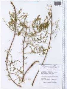 Asparagus pallasii Miscz., Siberia, Baikal & Transbaikal region (S4) (Russia)