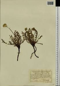 Taraxacum dissectum (Ledeb.) Ledeb., Siberia, Baikal & Transbaikal region (S4) (Russia)