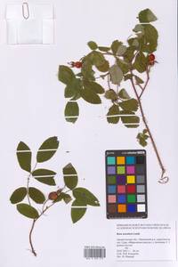Rosa acicularis Lindl., Eastern Europe, Northern region (E1) (Russia)