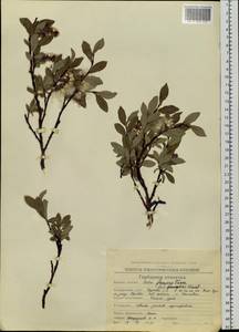 Salix saxatilis Turcz., Siberia, Chukotka & Kamchatka (S7) (Russia)