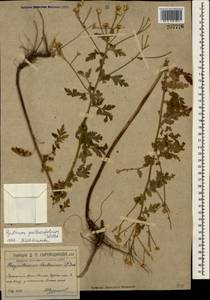 Tanacetum partheniifolium (Willd.) Sch. Bip., Crimea (KRYM) (Russia)