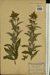 Mentha longifolia (L.) Huds., Eastern Europe, North Ukrainian region (E11) (Ukraine)