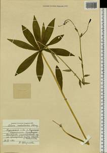 Lilium medeoloides A.Gray, Siberia, Russian Far East (S6) (Russia)
