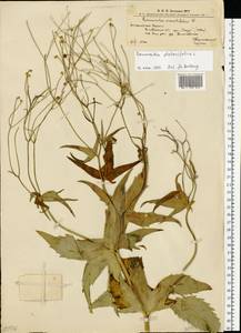 Ranunculus aconitifolius L., Eastern Europe, West Ukrainian region (E13) (Ukraine)