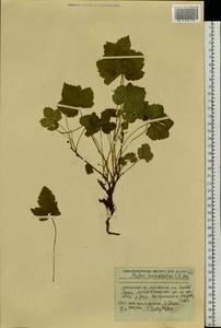 Rubus humulifolius C. A. Mey., Siberia, Russian Far East (S6) (Russia)