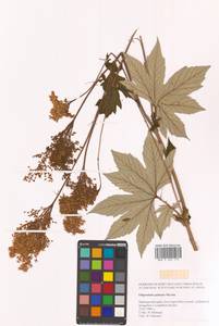 Filipendula digitata (Willd.) Bergmans, Siberia, Russian Far East (S6) (Russia)