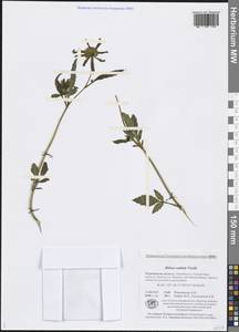 Bidens radiata Thuill., Eastern Europe, Northern region (E1) (Russia)