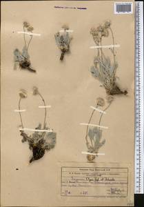 Psychrogeton olgae (Regel & Schmalh.) Novopokr. ex Nevski, Middle Asia, Western Tian Shan & Karatau (M3) (Uzbekistan)