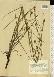 Tragopogon podolicus Besser ex DC., Eastern Europe, South Ukrainian region (E12) (Ukraine)