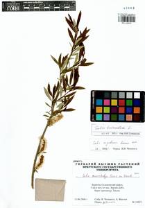 Salix triandra L., Siberia, Baikal & Transbaikal region (S4) (Russia)