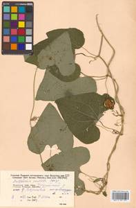 Aristolochia contorta Bunge, Siberia, Russian Far East (S6) (Russia)