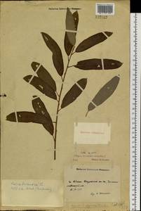 Salix subfragilis Anderss., Siberia, Russian Far East (S6) (Russia)