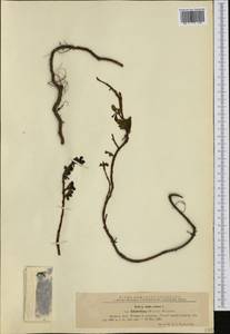 Salix retusa L., Western Europe (EUR) (Romania)