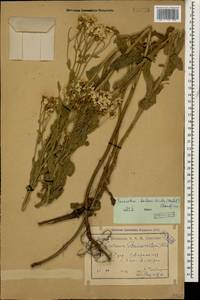 Tanacetum balsamitoides Sch. Bip., Caucasus, Armenia (K5) (Armenia)