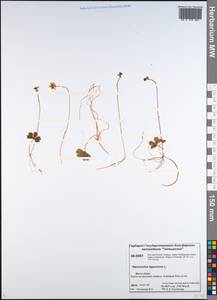 Coptidium lapponicum (L.) Á. Löve & D. Löve, Siberia, Central Siberia (S3) (Russia)