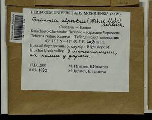Grimmia alpestris (F. Weber & D. Mohr) Schleich., Bryophytes, Bryophytes - North Caucasus & Ciscaucasia (B12) (Russia)