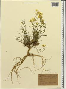 Erysimum subulatum J. Gay, Caucasus, Georgia (K4) (Georgia)