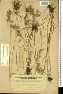 Avenula pubescens (Huds.) Dumort., Caucasus, Azerbaijan (K6) (Azerbaijan)