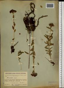 Rhodiola rosea L., Siberia, Baikal & Transbaikal region (S4) (Russia)
