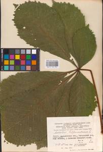 Aesculus hippocastanum L., Eastern Europe, West Ukrainian region (E13) (Ukraine)