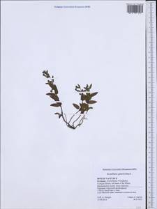 Scutellaria galericulata L., Western Europe (EUR) (Germany)