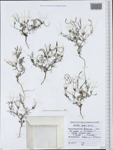 Scandix pecten-veneris L., Caucasus, Krasnodar Krai & Adygea (K1a) (Russia)