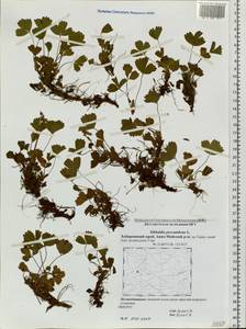 Sibbaldia procumbens L., Siberia, Russian Far East (S6) (Russia)
