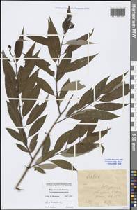 Salix triandra L., Eastern Europe, Central forest-and-steppe region (E6) (Russia)