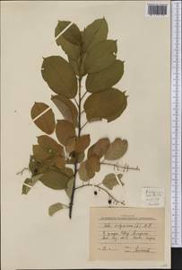 Prunus virginiana L., America (AMER) (Russia)