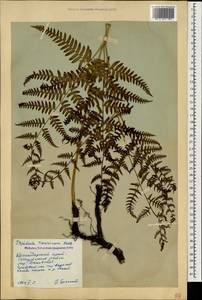 Pteridium aquilinum subsp. aquilinum, Caucasus, Krasnodar Krai & Adygea (K1a) (Russia)
