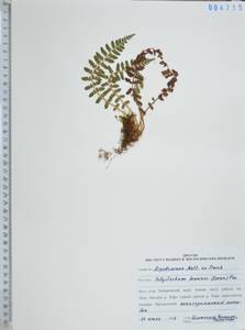 Polystichum braunii (Spenn.) Fée, Siberia, Russian Far East (S6) (Russia)