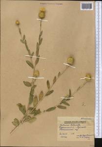 Stizolophus balsamita (Lam.) K.Koch, Middle Asia, Pamir & Pamiro-Alai (M2) (Tajikistan)