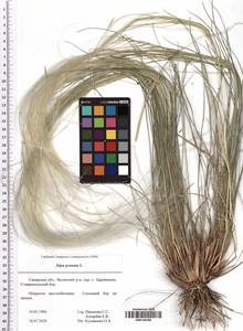 Stipa pennata L., Eastern Europe, Middle Volga region (E8) (Russia)