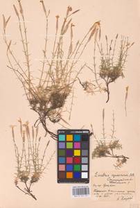 Dianthus squarrosus M.Bieb., Eastern Europe, Lower Volga region (E9) (Russia)