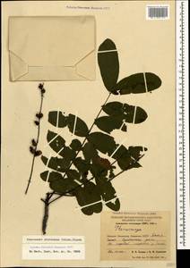 Pterocarya fraxinifolia (Poir.) Spach, Caucasus, Georgia (K4) (Georgia)