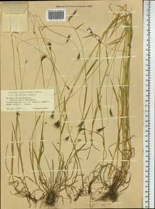 Hordeum roshevitzii Bowden, Siberia, Altai & Sayany Mountains (S2) (Russia)