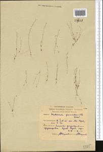 Hornungia procumbens (L.) Hayek, Middle Asia, Northern & Central Kazakhstan (M10) (Kazakhstan)