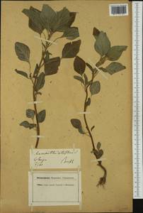 Amaranthus retroflexus L., Western Europe (EUR) (Germany)