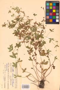 Potentilla erecta (L.) Raeusch., Eastern Europe, Western region (E3) (Russia)