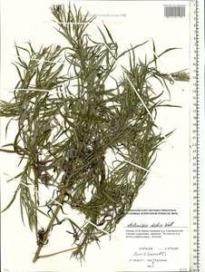 Artemisia dubia Wall. ex Besser, Eastern Europe, Moscow region (E4a) (Russia)