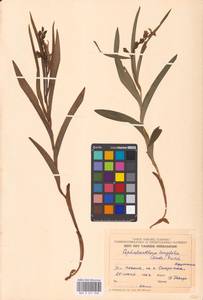 Cephalanthera longifolia (L.) Fritsch, Eastern Europe, Estonia (E2c) (Estonia)