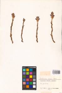 MHA 0 162 415, Phelipanche caesia (Rchb.) Soják, Middle Asia, Caspian Ustyurt & Northern Aralia (M8) (Kazakhstan)
