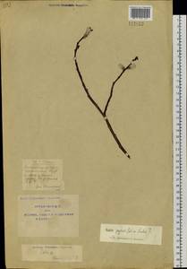 Salix pyrolifolia Ledeb., Siberia, Yakutia (S5) (Russia)