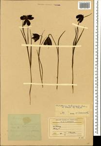 Fritillaria meleagroides Patrin ex Schult. & Schult.f., Caucasus, Stavropol Krai, Karachay-Cherkessia & Kabardino-Balkaria (K1b) (Russia)