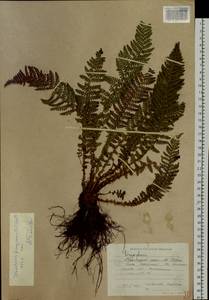 Dryopteris fragrans (L.) Schott, Siberia, Russian Far East (S6) (Russia)