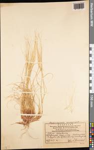 Stipa karataviensis Roshev., Middle Asia, Western Tian Shan & Karatau (M3) (Kazakhstan)